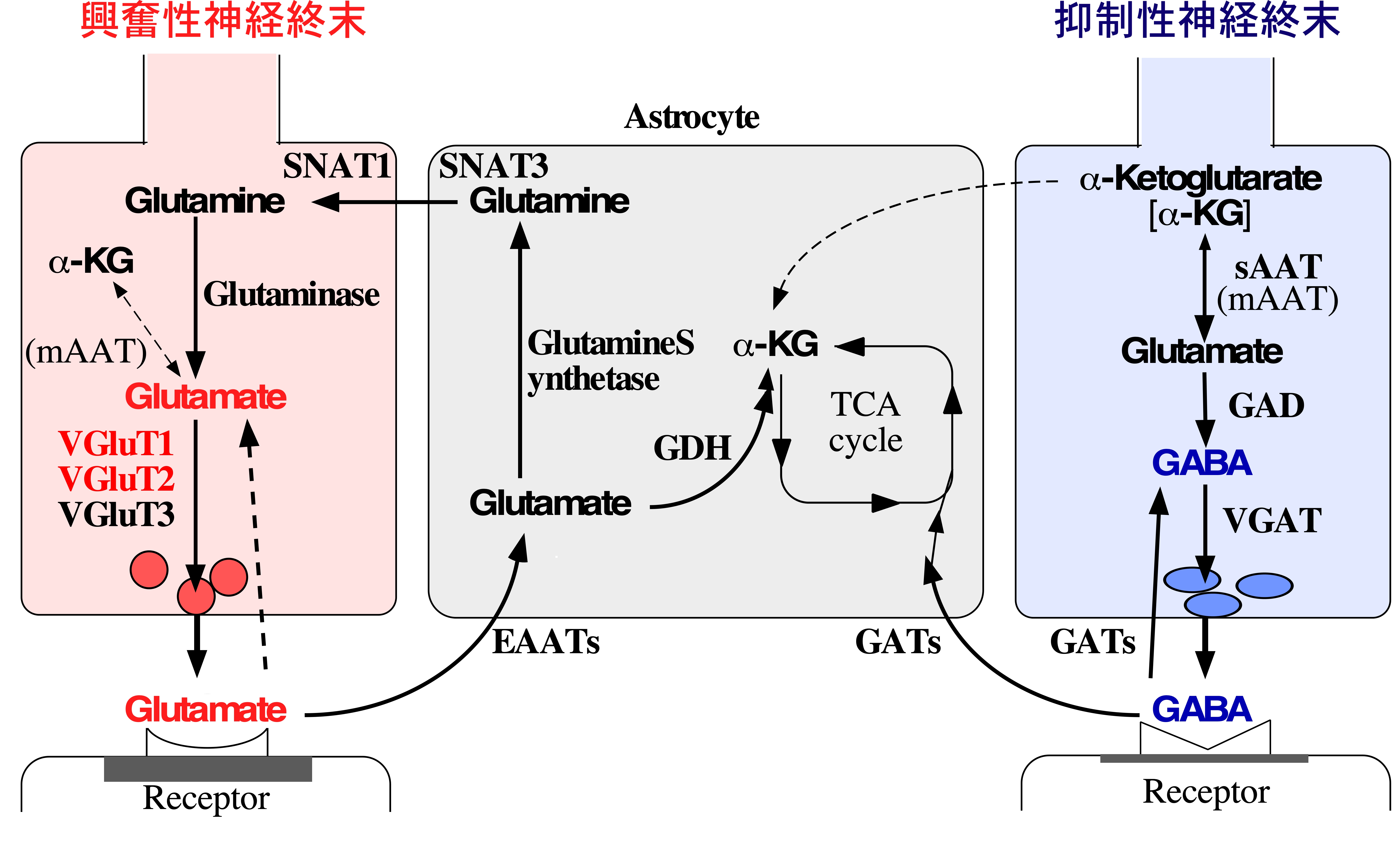 小胞性グルタミン酸トランスポーターの生化学的性質