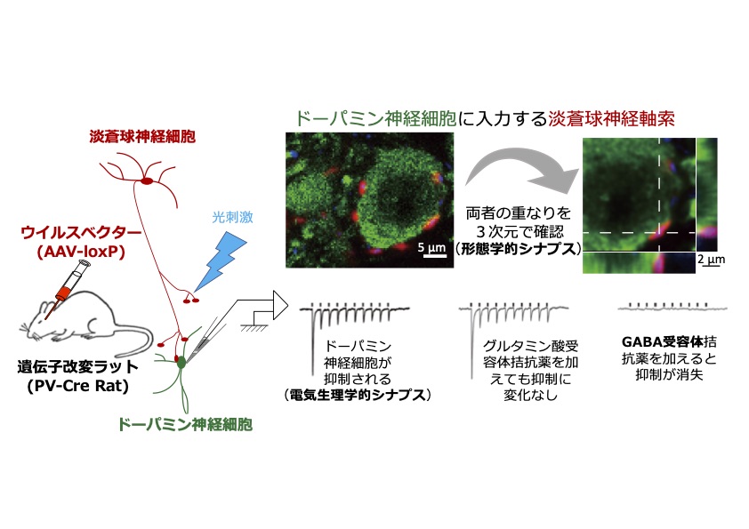 ドーパミン神経細胞を支配する淡蒼球ニューロン