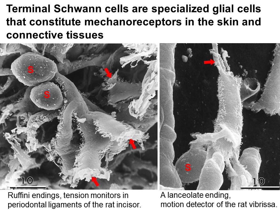 Fig. 1. Terminal Schwann cells constitute diverse mechanoreceptors.
