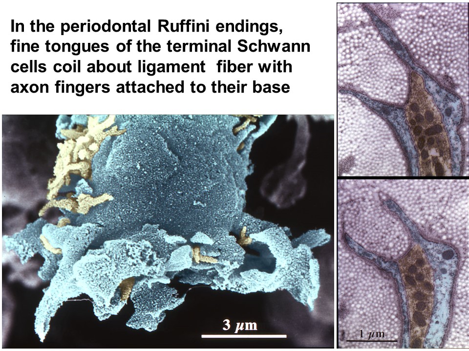 Fig. 2. Periodontal Ruffini endings innervating rat incisors.