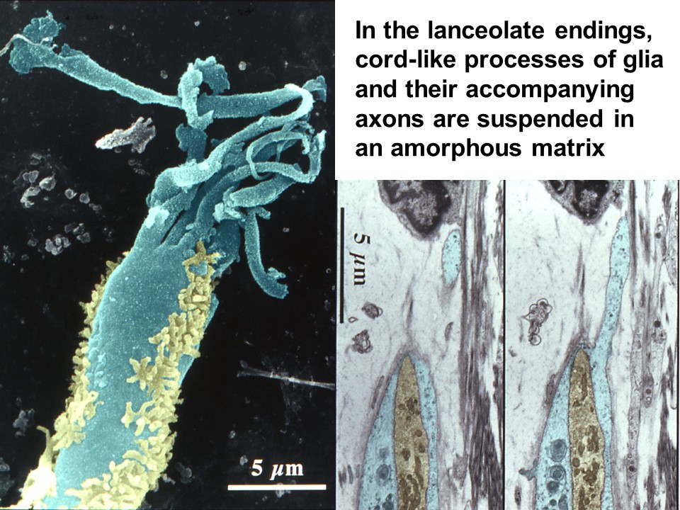 Fig. 3. Longitudinal lanceolate endings innervating rat vibrissae.
