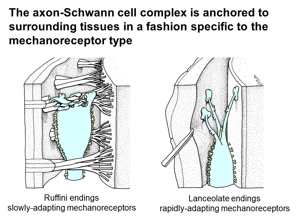 Fig. 4. Fine anchoring processes of terminal Schwann cells.