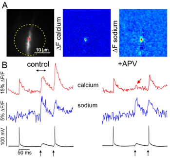 Fig.1 マウス海馬CA1錐体細胞の単一スパインおけるカルシウムイオンとナトリウムイオンの濃度変化。A. 左：樹状突起上のスパイン（この例では、スパインと樹状突起は重なっているので、形態的には区別できない）。黄色枠は励起光照射範囲。中：シナプス刺激によって引き起こされた、低親和性カルシウム色素（OGB-5N: 150μM）による、カルシウム濃度変化B内矢印の差分）。右：シナプス刺激によって引き起こされた、ナトリウム感受性色素（SBFI:2mM）による、ナトリウム濃度変化。B. 右：スパインからのカルシウムイオン（赤）、ナトリウムイオン（青）、および細胞体から記録した膜電位（黒）の変化。応答順に電流注入による活動電位、閾値下シナプス刺激によるEPSP、閾値超シナプス刺激によるスパインでの応答。左： Bと同じ刺激をNMDA型グルタミン酸受容体の阻害薬であるAPV（100μM）存在下で行ったもの。