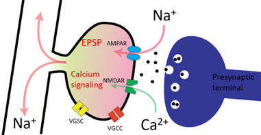 Fig.2 シナプス刺激によるナトリウムイオンとカルシウムイオンの流入経路のモデル図。ナトリウムイオンは主にAMPA型グルタミン酸受容体から流入し（わずかにNMDA型グルタミン酸からの流入もある）、カルシウムイオンは主にNMDA型グルタミン酸受容体から流入する（わずかに電位依存性カルシウムチャンネルからの流入もある）
